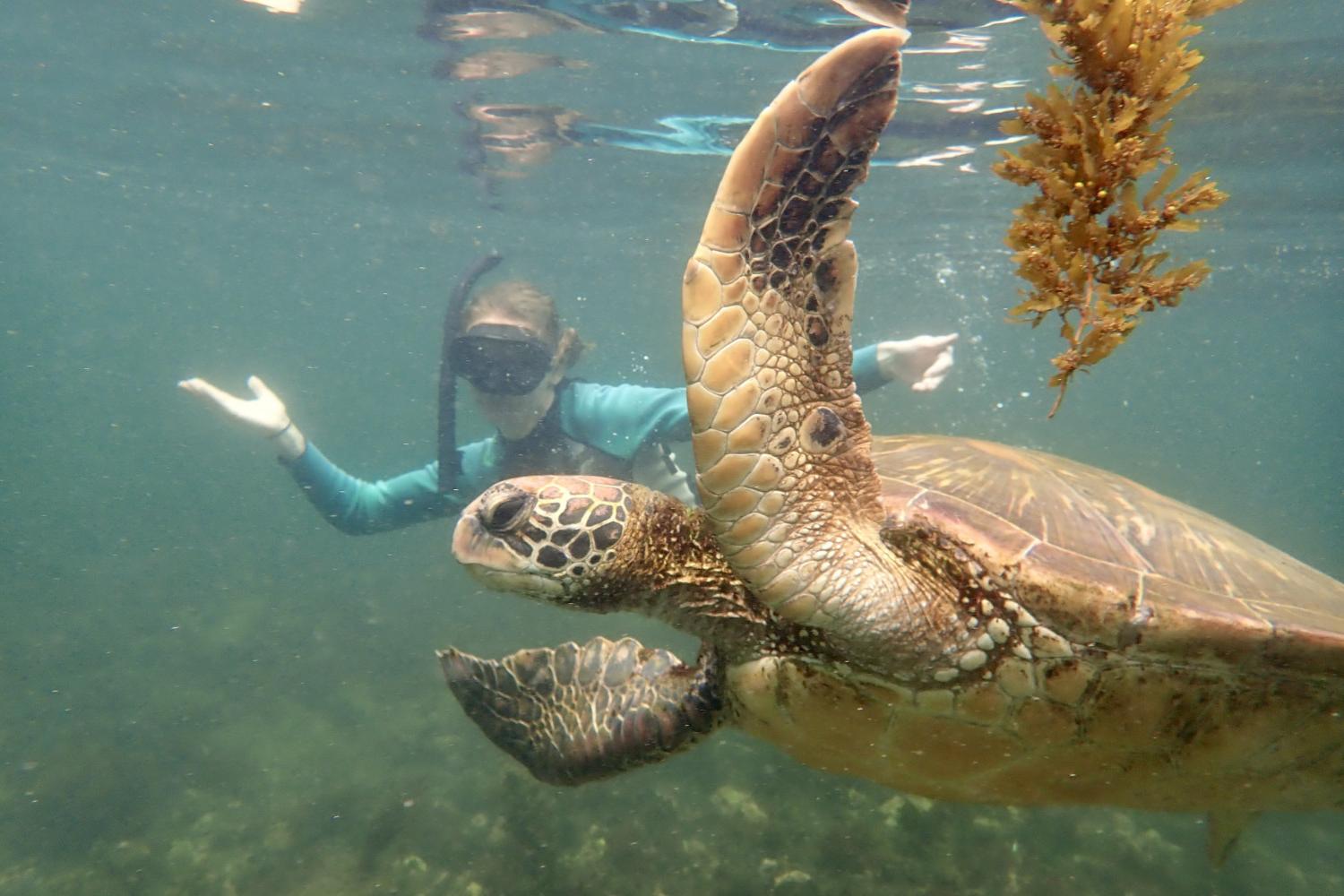 一名<a href='http://9tqj.web-sitemap.drf2921.com'>bv伟德ios下载</a>学生在Galápagos群岛游学途中与一只巨龟游泳.